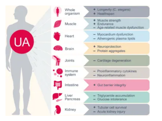 A diagram shows the effects of urolithin A (UA) on various parts of the human body, including benefits for the whole organism, muscle, heart, brain, joints, immune system, intestine, liver - pancreas, and kidney