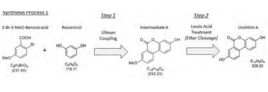 尿石素A化学合成工艺