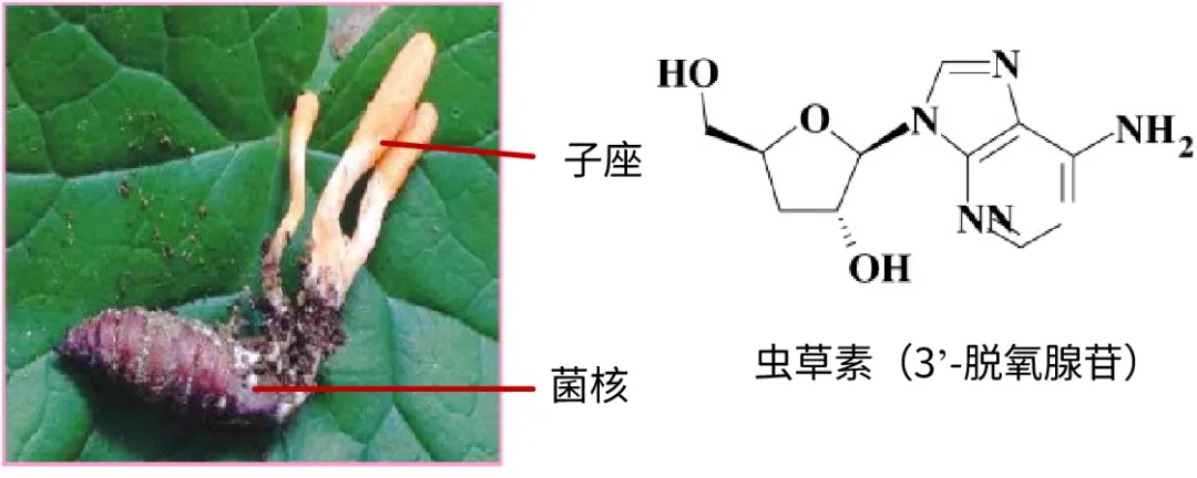 药食两用真菌:蛹虫草