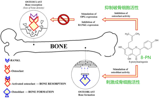 骨骼保护机制