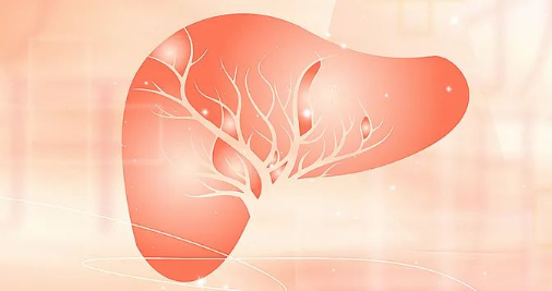 肝器官漫画图
