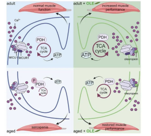 线粒体钙（mtCa2+）对氧化代谢具有调控作用示意图