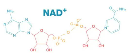 Structural formula of NAD⁺
