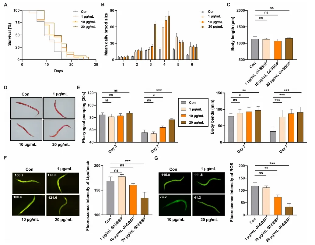 灵芝破壁孢子粉抗衰老潜力