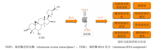 环黄芪醇能够激活端粒酶的活性研究示意图