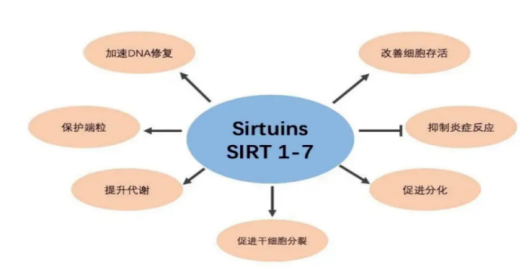 脱氮黄素分别调控核内DNA修复和线粒体功能