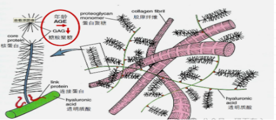 玻色因作用机理示意图