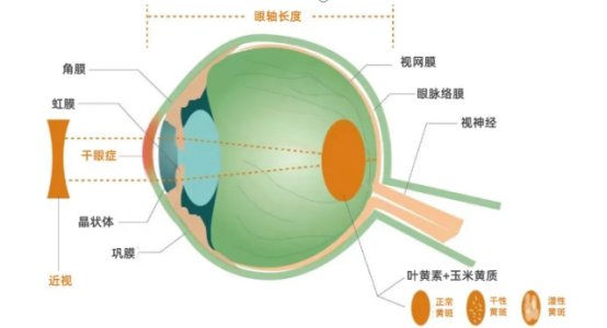 玉米黄质保护眼睛示意图