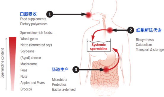 人体里的亚精胺来源