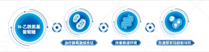 NAG可以通过调节肠道菌群治疗肠易激综合征,改善肠道环境,改善腹部脂肪和体脂