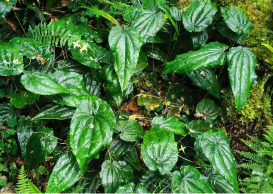 picture of Epimedium