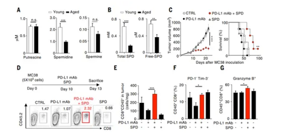 The figure shows multiple experiments (A - G) on spermidine levels in young/aged samples and effects of PD - L1 mAb and spermidine on cell survival and immune - related factors