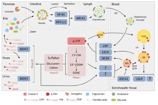维生素E抗氧化机制