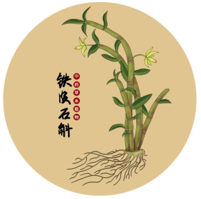 铁皮石斛中药草本植物