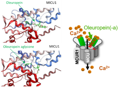 天然多酚橄榄苦苷是一种MCU 的有效和选择性激活剂实验示意图