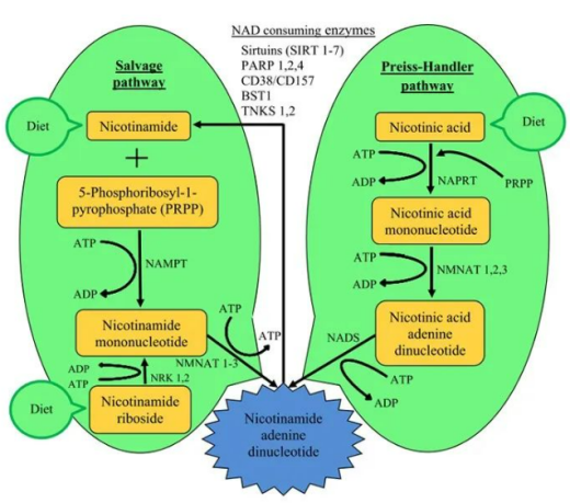 哺乳动物细胞内NMN参与NAD+合成的途径
