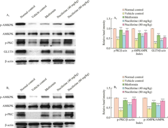 荷叶碱激活KK-Ay小鼠骨骼肌（A）及肝脏（B）中AMPK和PKC通路