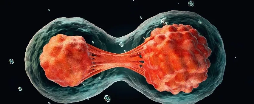 喜来芝对肌肉、线粒体有正向作用