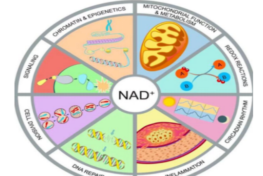脱氮黄素能够有效促进NAD+的合成