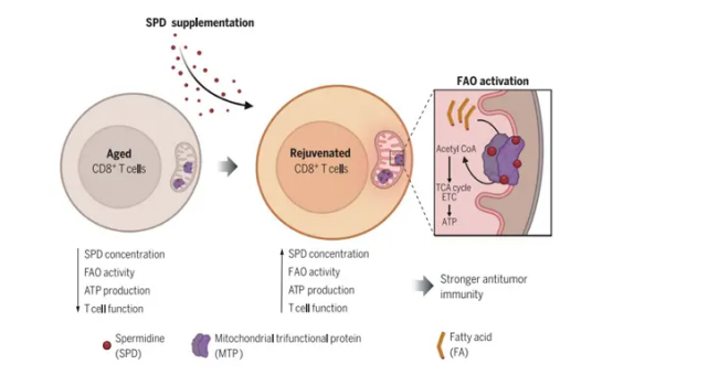 The diagram shows how spermidine supplementation rejuvenates aged CD8+ T - cells, boosting FAO and antitumor immunity