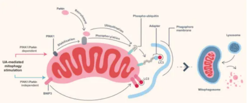 UA can activate mitophagy by regulating different pathways.
