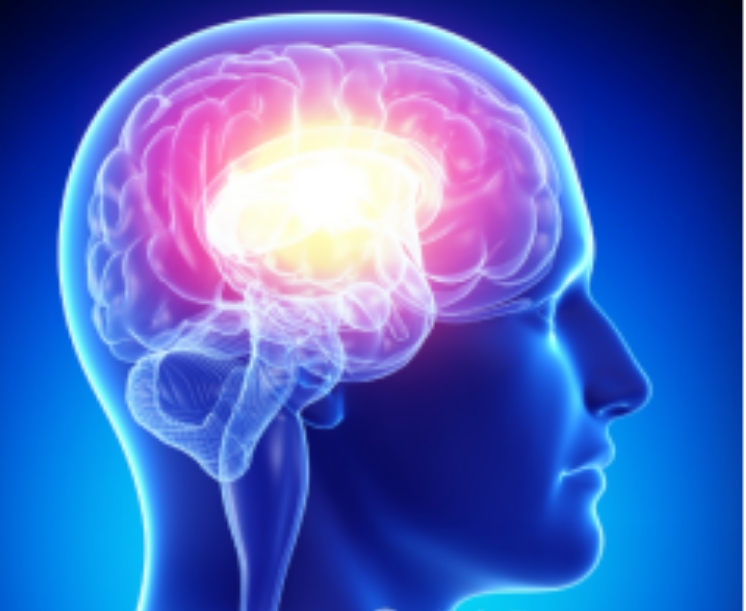 神经酸维持神经系统健康