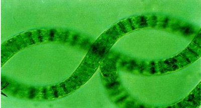 picture of spirulina