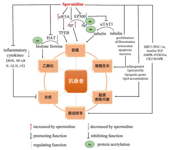 亚精胺工作原理