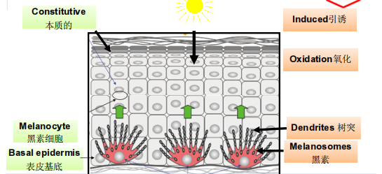 Causes of pigment formation