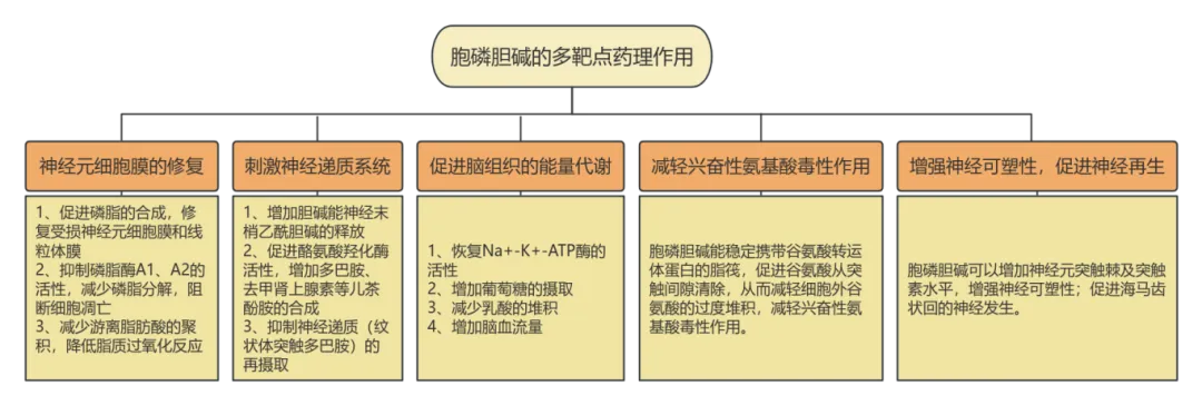 胞磷胆碱药理作用