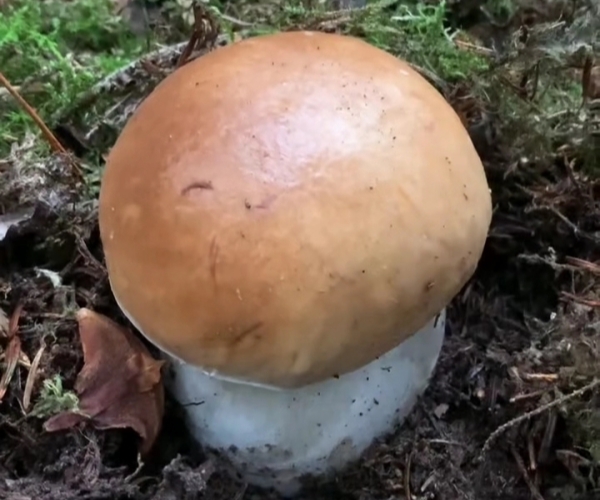 如何补充麦角硫因？