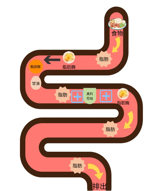 抑制胃肠道中的脂肪酯酶