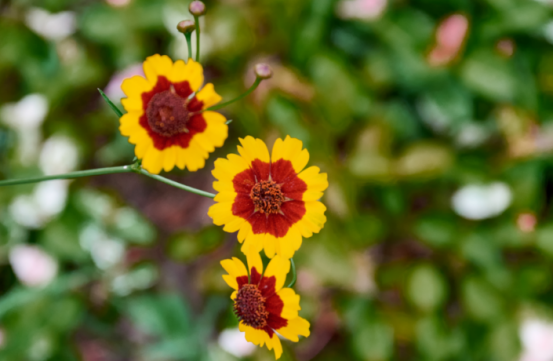 两色金鸡菊实拍图