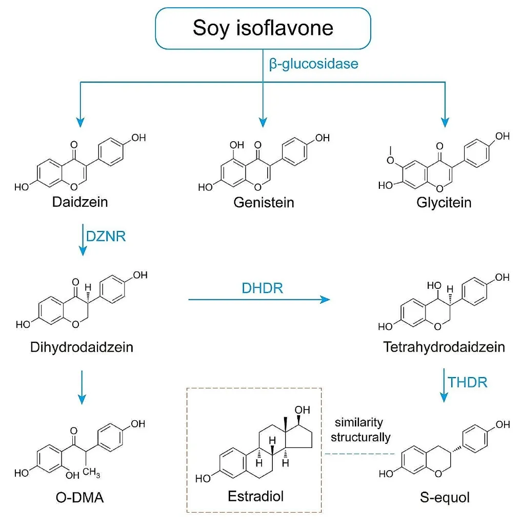 雌马酚生物合成示意图