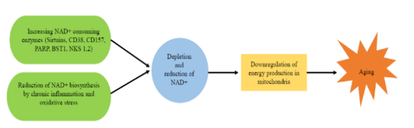 衰老过程中体内NAD+减少的原因