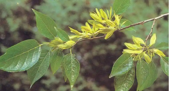 A branch showcases lush green leaves and clusters of small, yellow - hued emerging growths