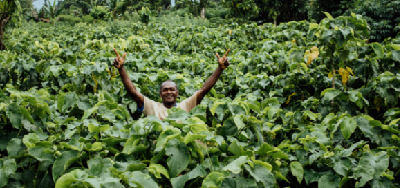 采摘卡瓦根实拍图