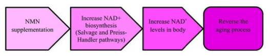 NMN抗衰老的机制