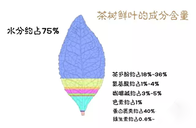 茶树鲜叶的成分及含量