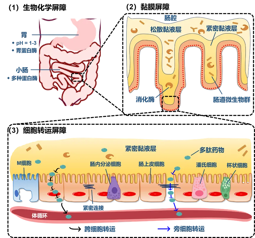 口服多肽药物的三大障碍