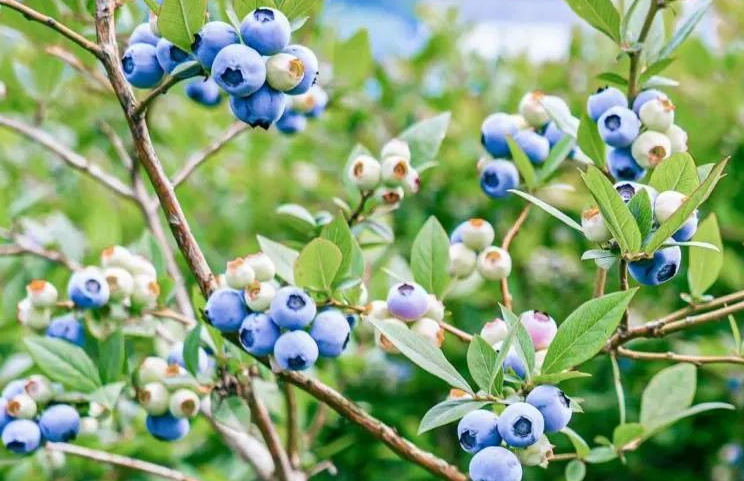 蓝莓实拍图