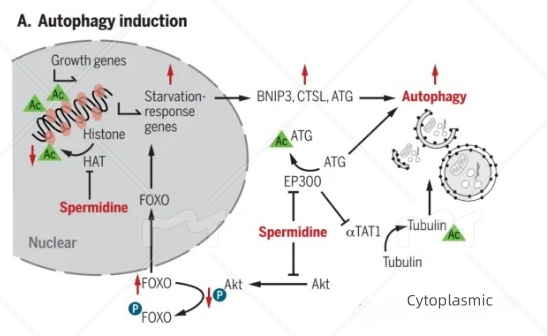 亚精胺怎样刺激细胞自噬