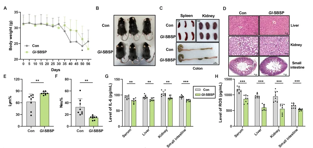显著降低血清中的 IL-6、ROS 和脂褐素水平