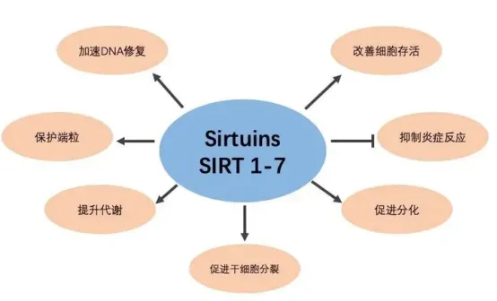 脱氮黄素作用机制