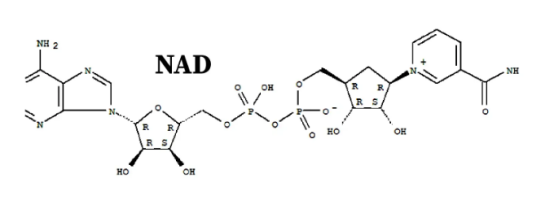 NAD+ molecules