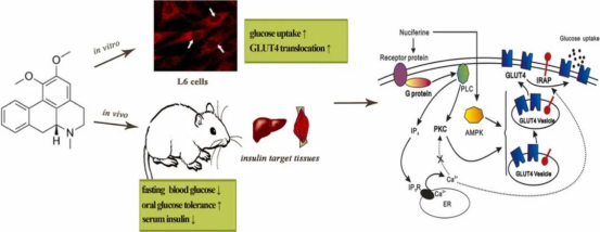荷叶碱抗二型糖尿病的作用机制