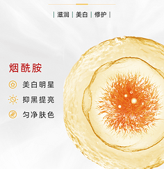 烟酰胺:调节细胞代谢与屏障健康