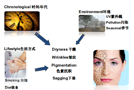 Causes of effecting skin