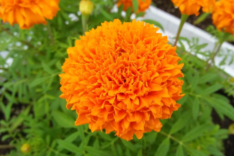 万寿菊，尤其是金盏花，是一种用途广泛的植物