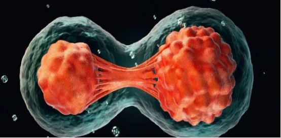 BPC-157通过刺激细胞迁移帮助重建健康组织